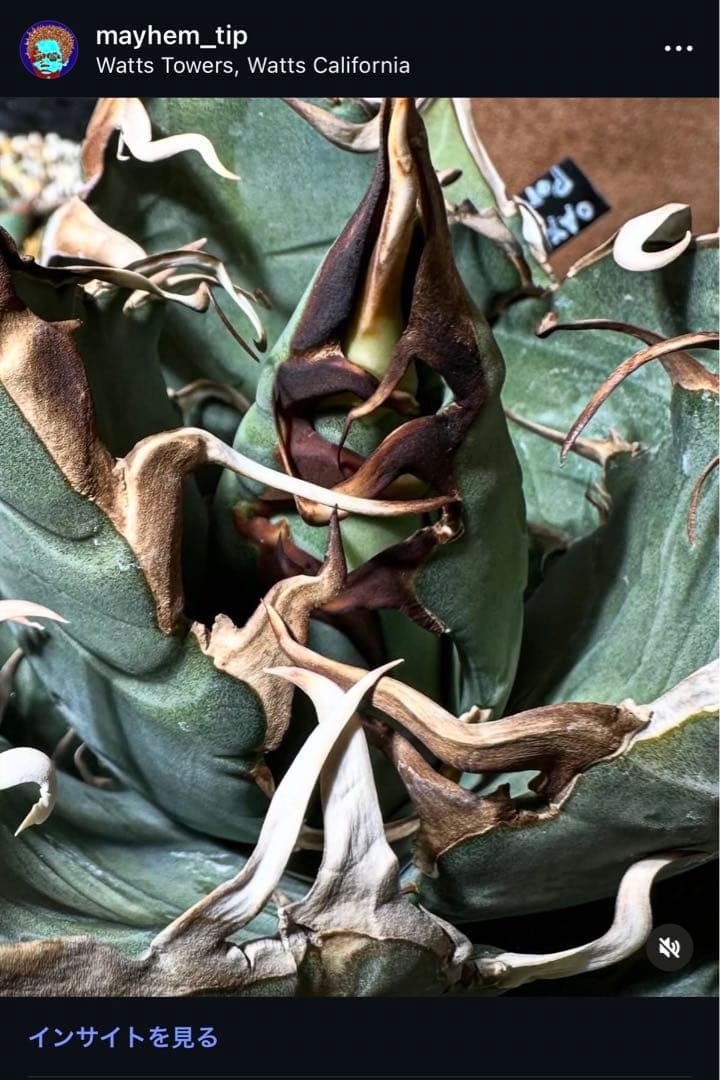 オアハカ ワイルド オテロイ 2世 MT-Camaron