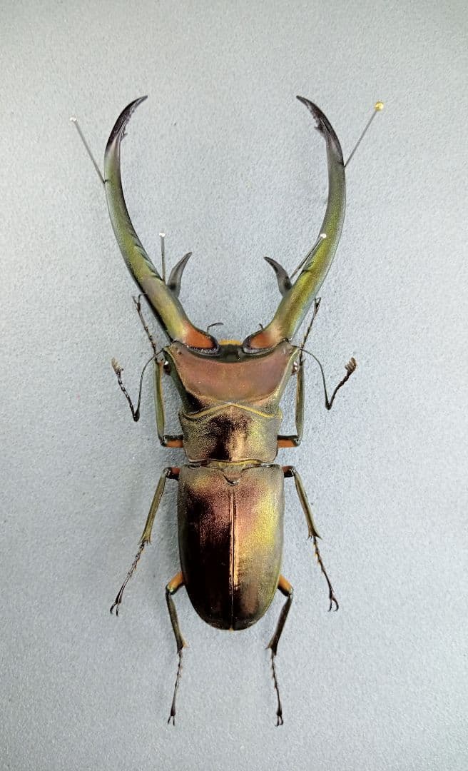 大型 エラフスホソアカクワガタ♂野外標本 - メルカリ