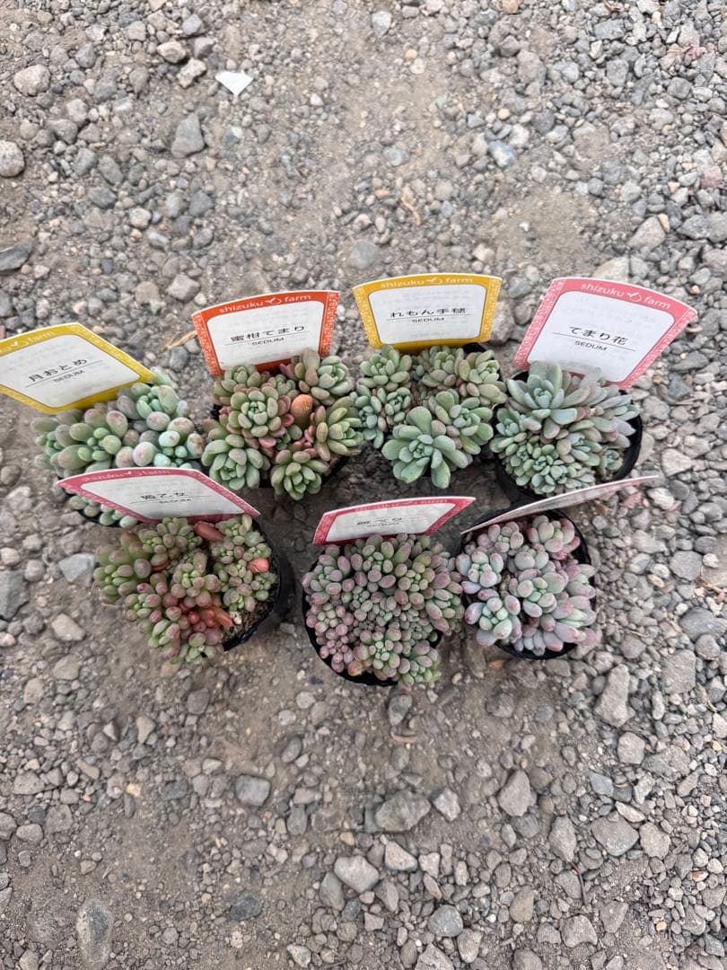多肉植物 つぶつぶ多肉セット