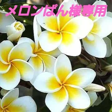 メロンぱん パン メロンパン 季節のメロンパン 12個 セット 手土産 おすそ分け