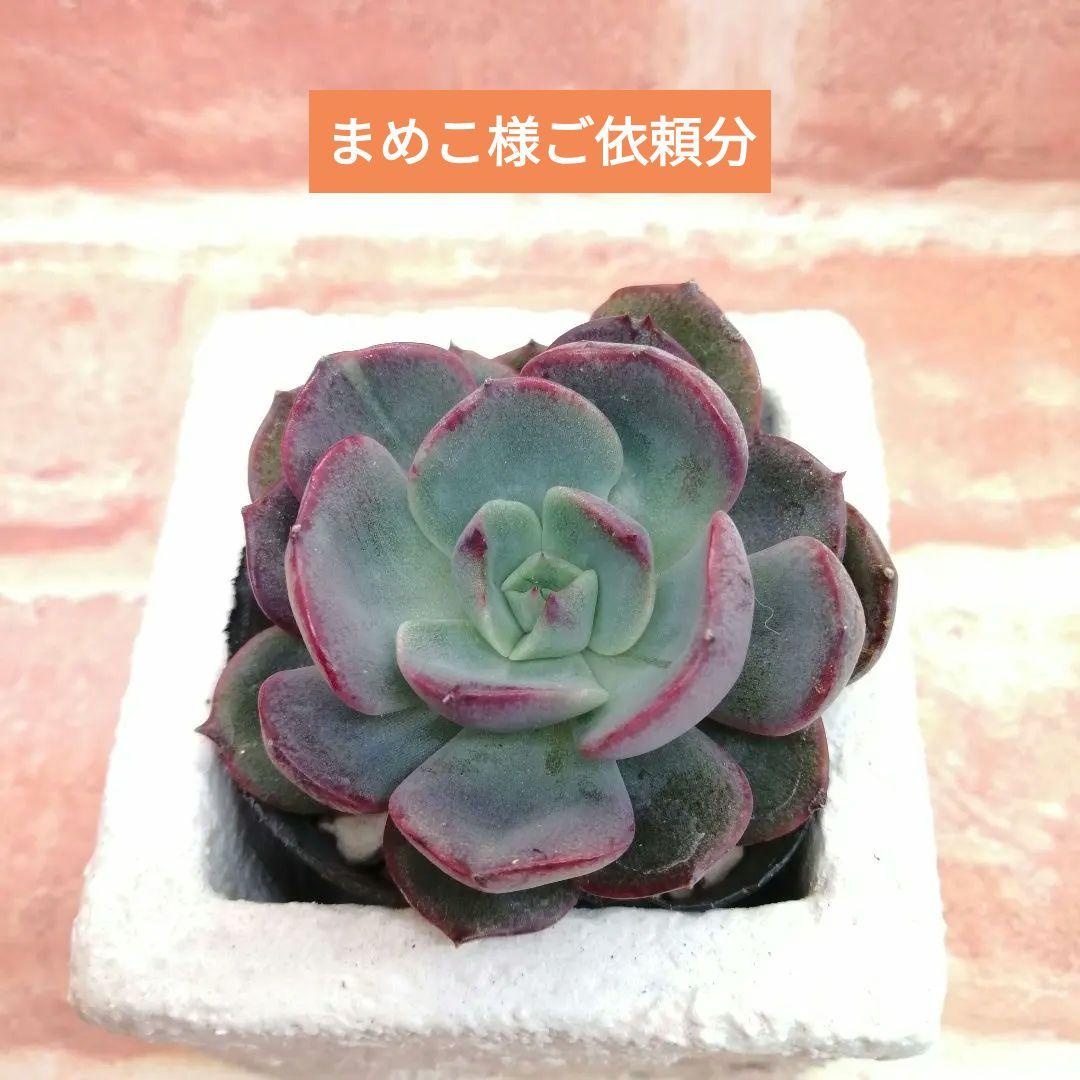 まめこ様ご依頼分 裏切りのバラ他 多肉 エケベリア - メルカリ