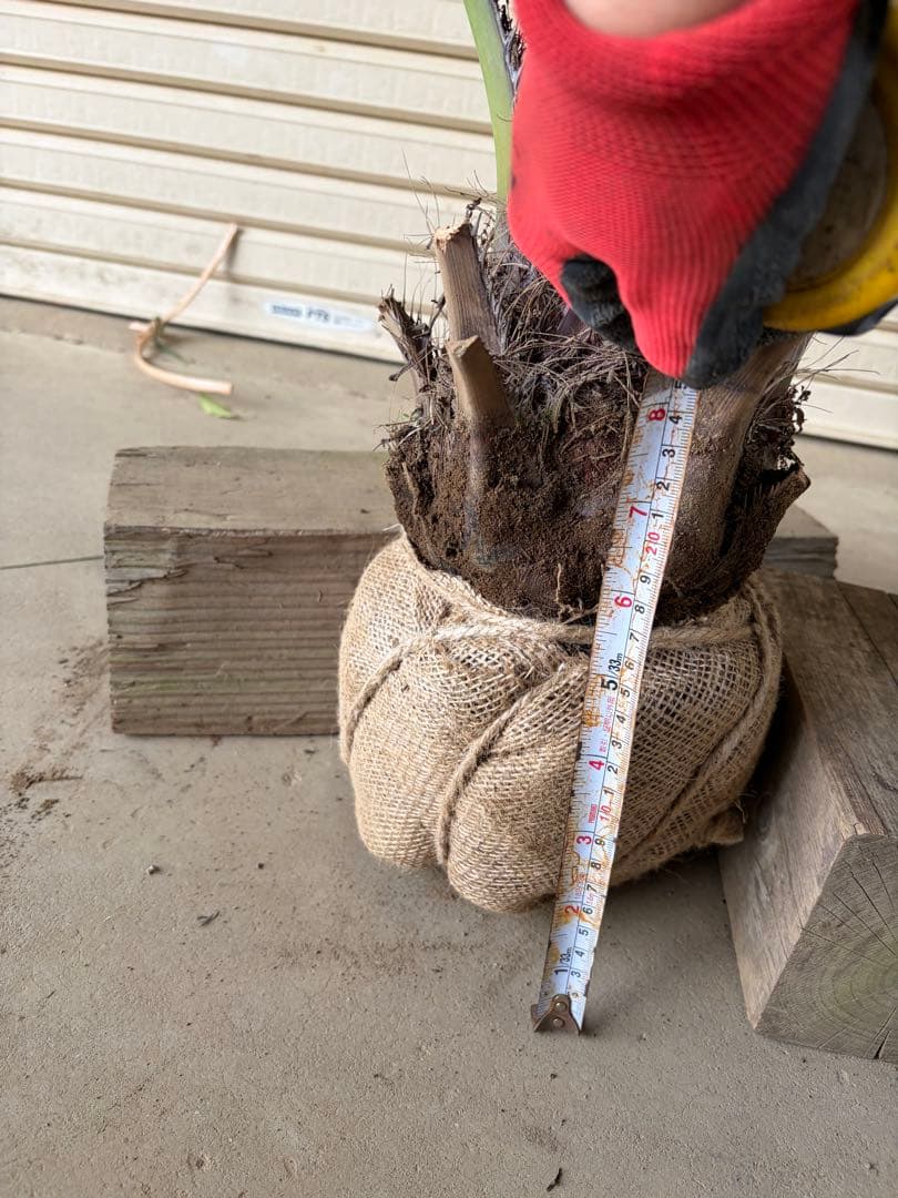 ココスヤシ 根鉢上から120cm - メルカリ