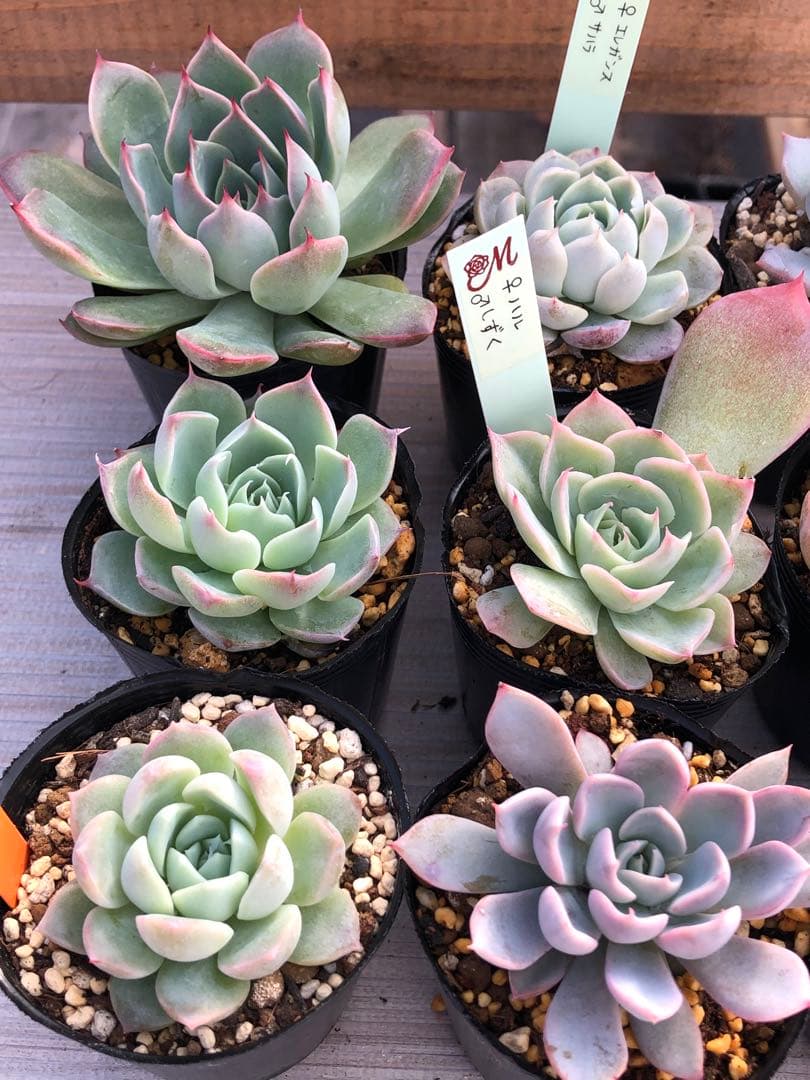 多肉植物 miyaさん苗♡9品種抜き苗セット - メルカリ