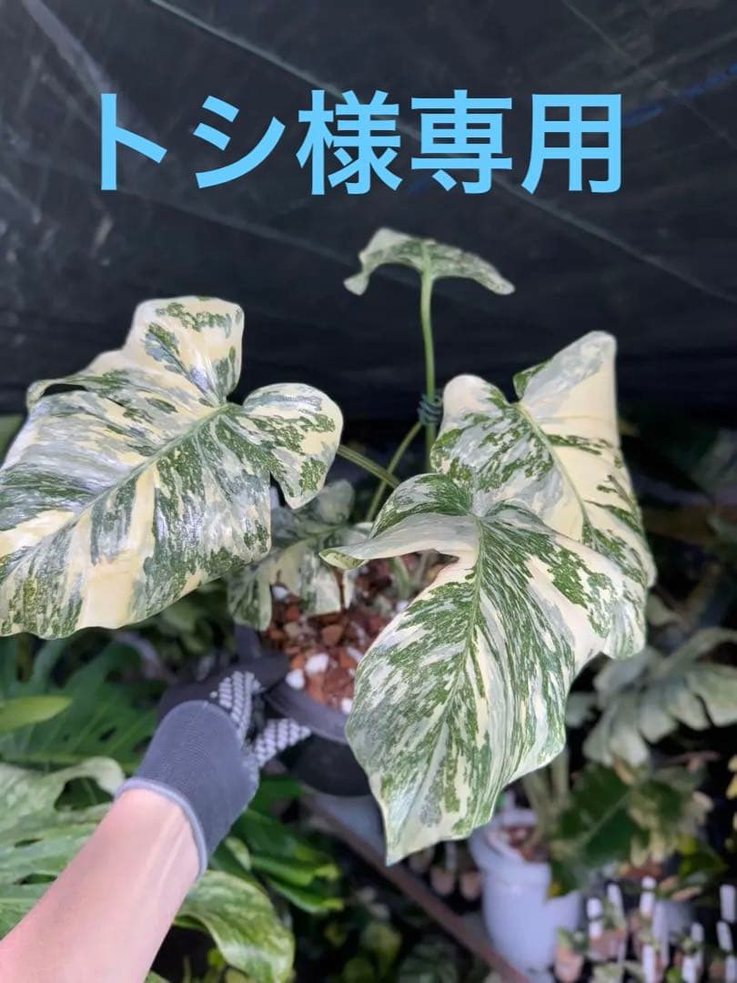 真・ホワイトスノー（白雪）モンステラ タイコンステレーション