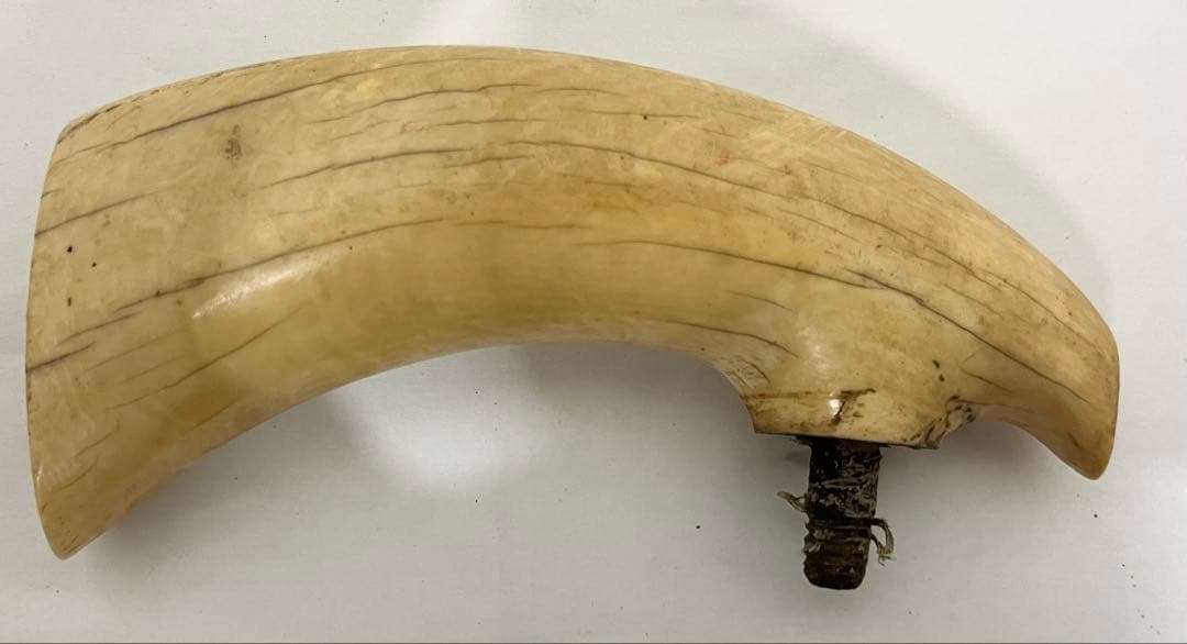 鯨の歯 牙 マッコウクジラ 重量約218g 杖材 Yahoo!オークション -「マッコウクジラ牙」の落札相場・落札価格