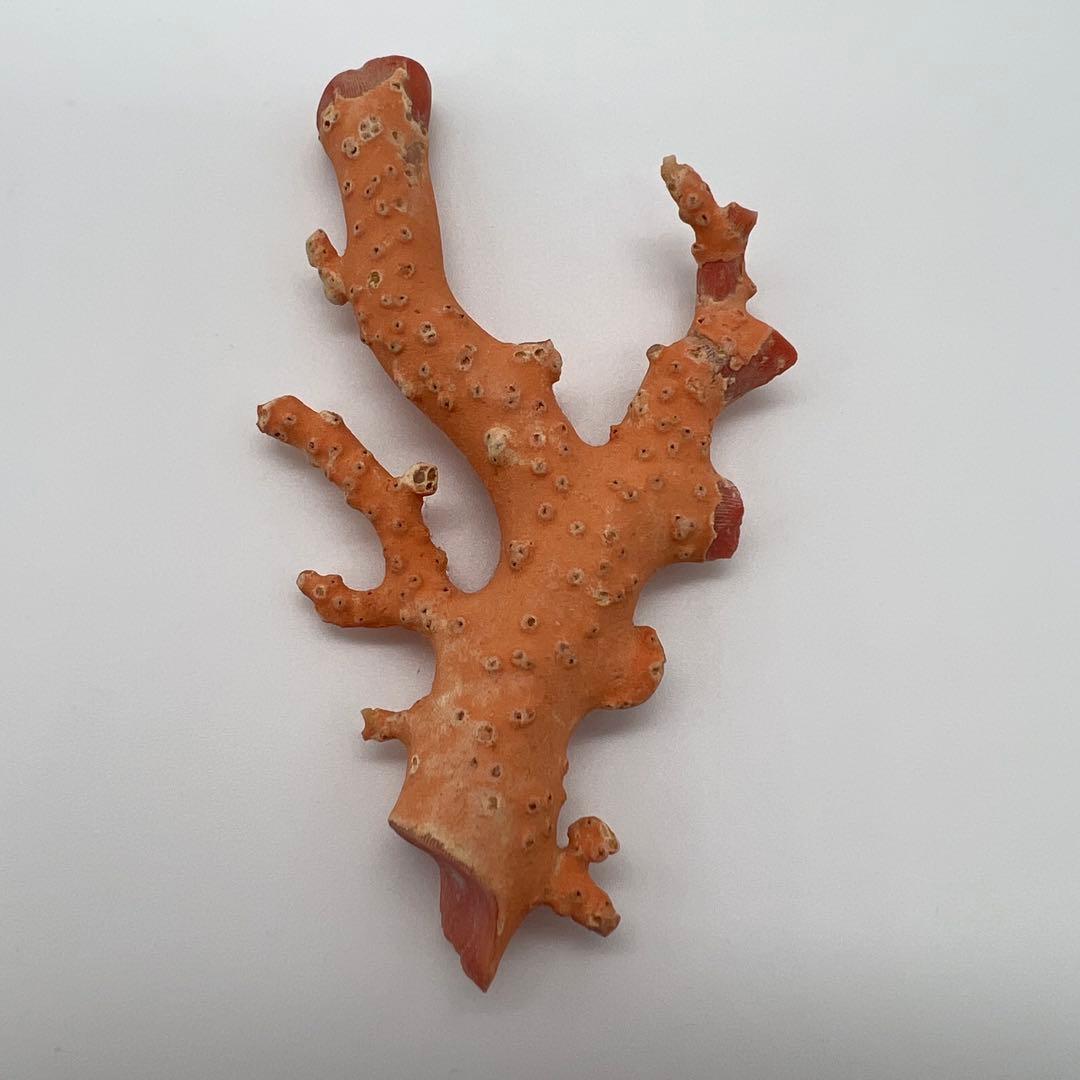 希少　桃色珊瑚　原木　本珊瑚　コーラル　標本　素材　彫刻材