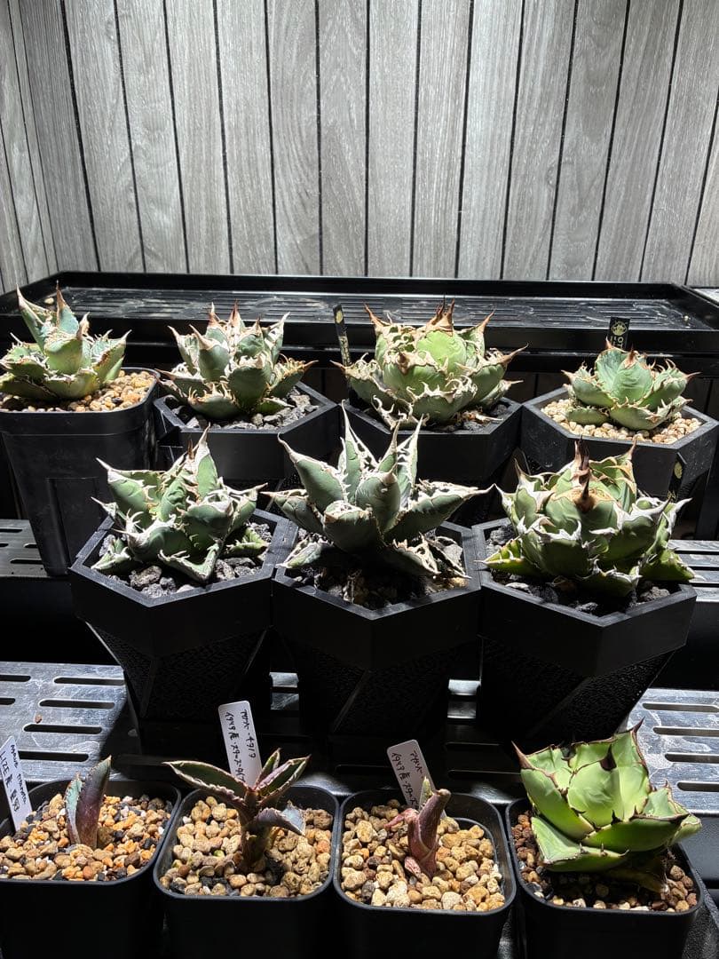 アガベ 特選チタノタ　セット売り⭐︎