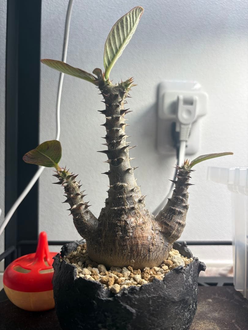 パキポディウム・ウィンゾリー 鉢付き