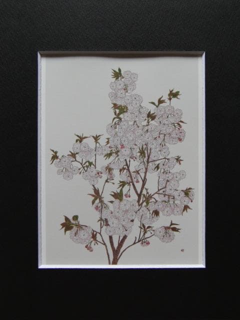 はらみちよ、【八重桜】、希少な額装用画集より、美品、新品額装付