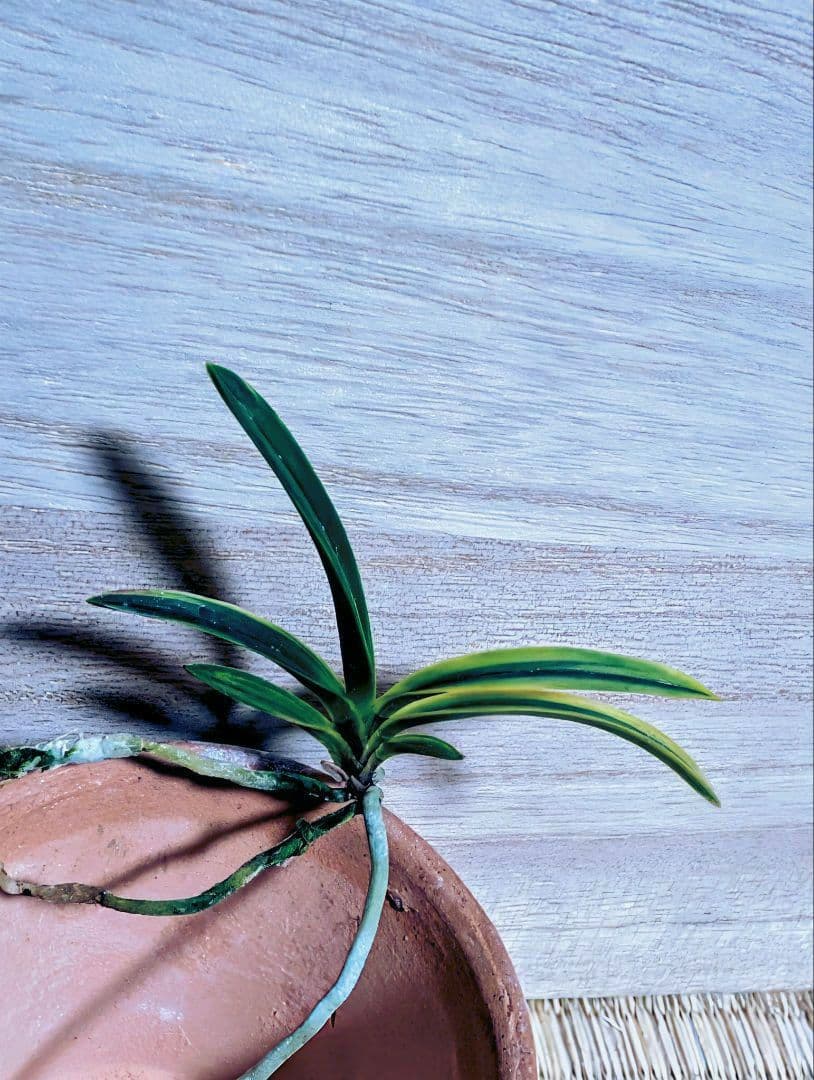 富貴蘭　カラス黒牡丹縞（関東で人気の希少黒牡丹） 富貴蘭の栽培記: 黒牡丹