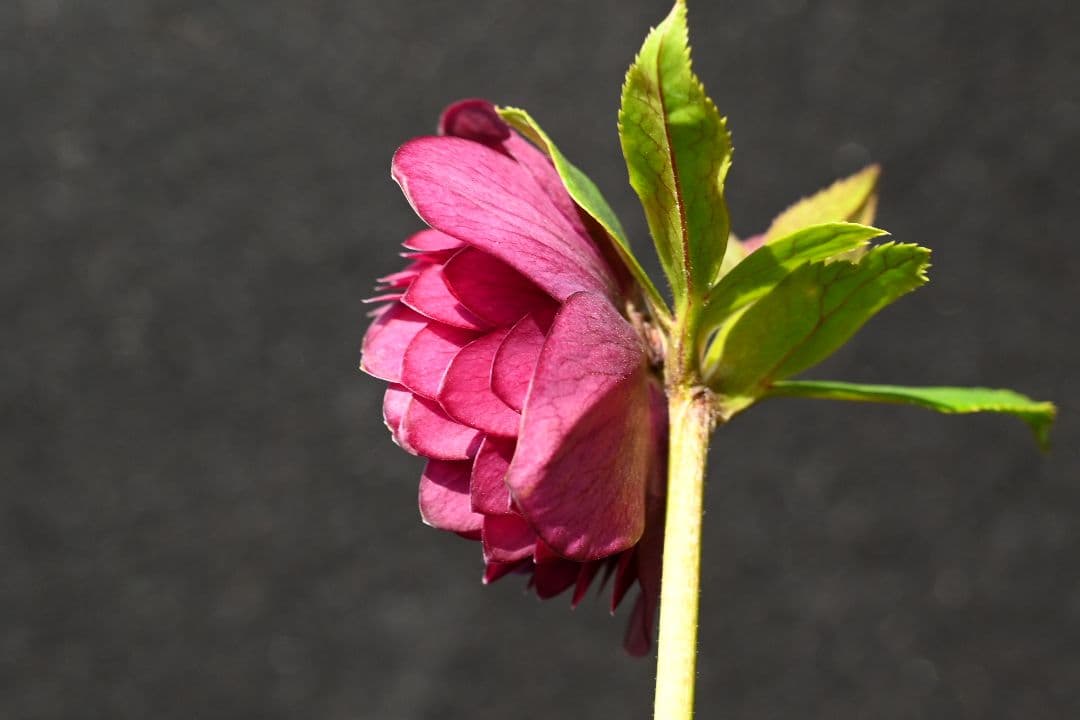 クリスマスローズ 認定！グロッシーシャガール ツヤ多弁赤色系 加藤