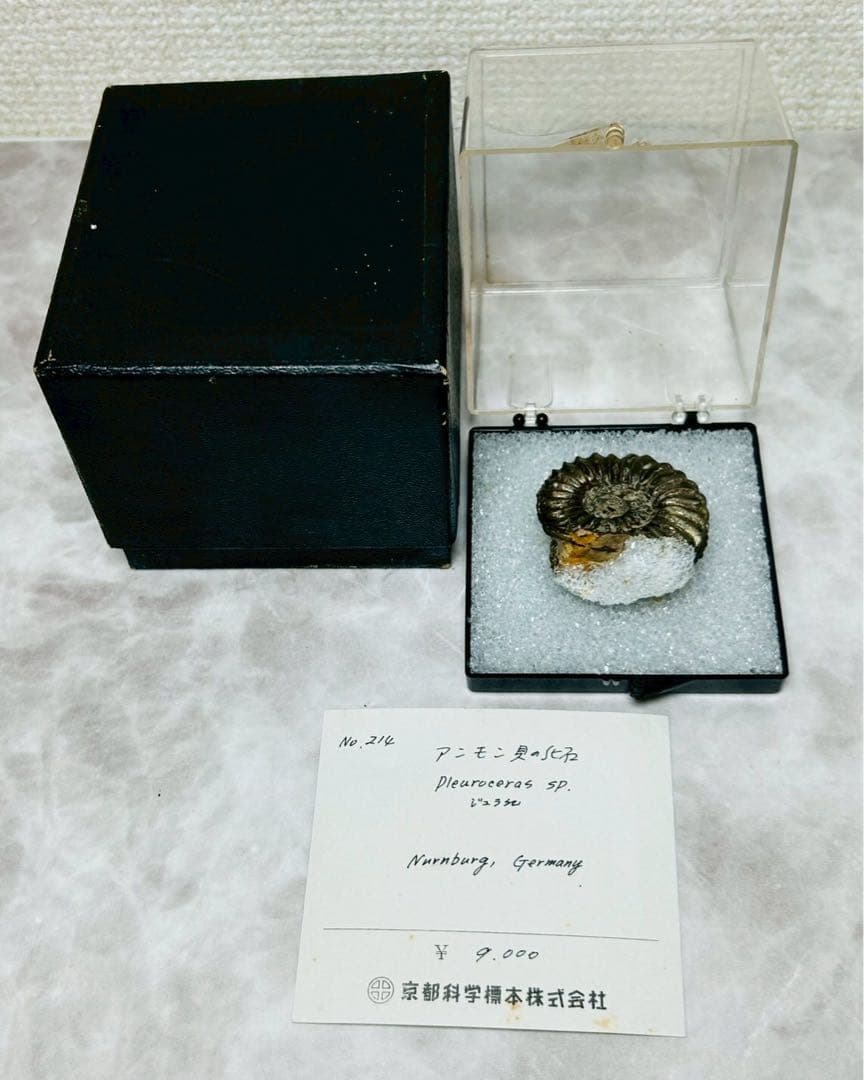 アンモン貝の化石 ドイツ ニュルンベルク ジュラ紀 【11101m】 - メルカリ