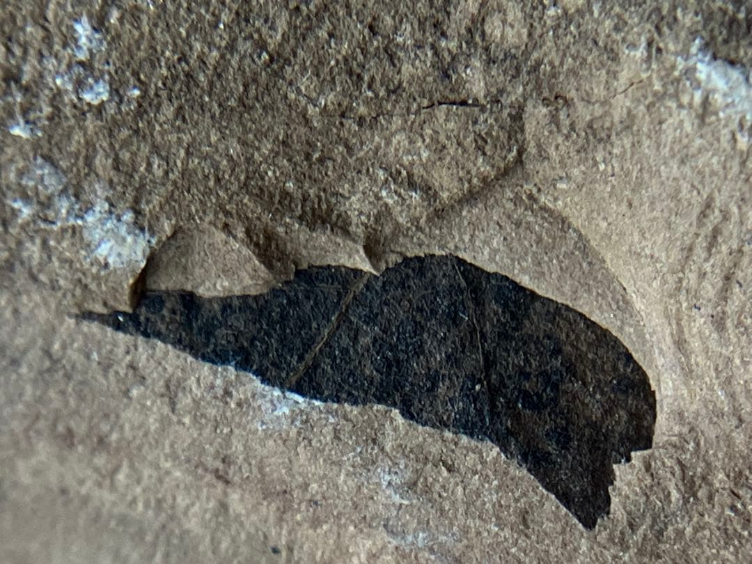 まるで惑星、魚類の糞化石 更新世 コプロライト】日本産うんち化石自然