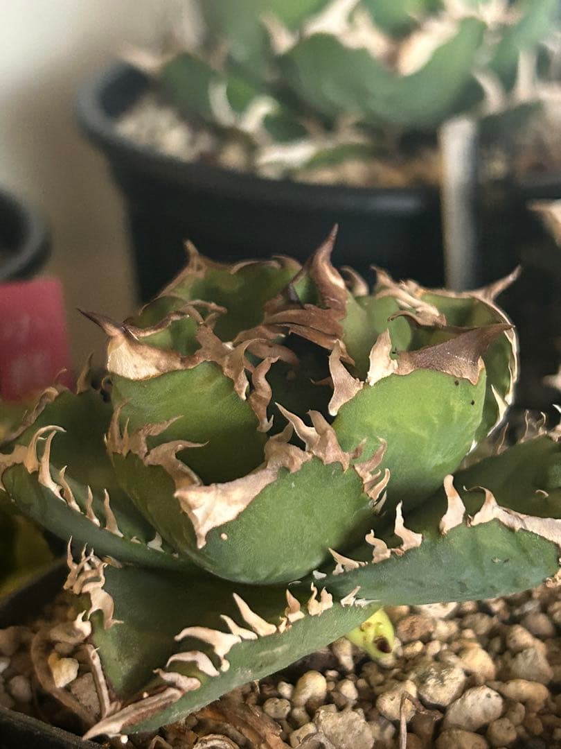 クラウン　皇冠　子株二つ付き アガベチタノタ 皇冠 クラウン 中子株+子株沢山 - メルカリ