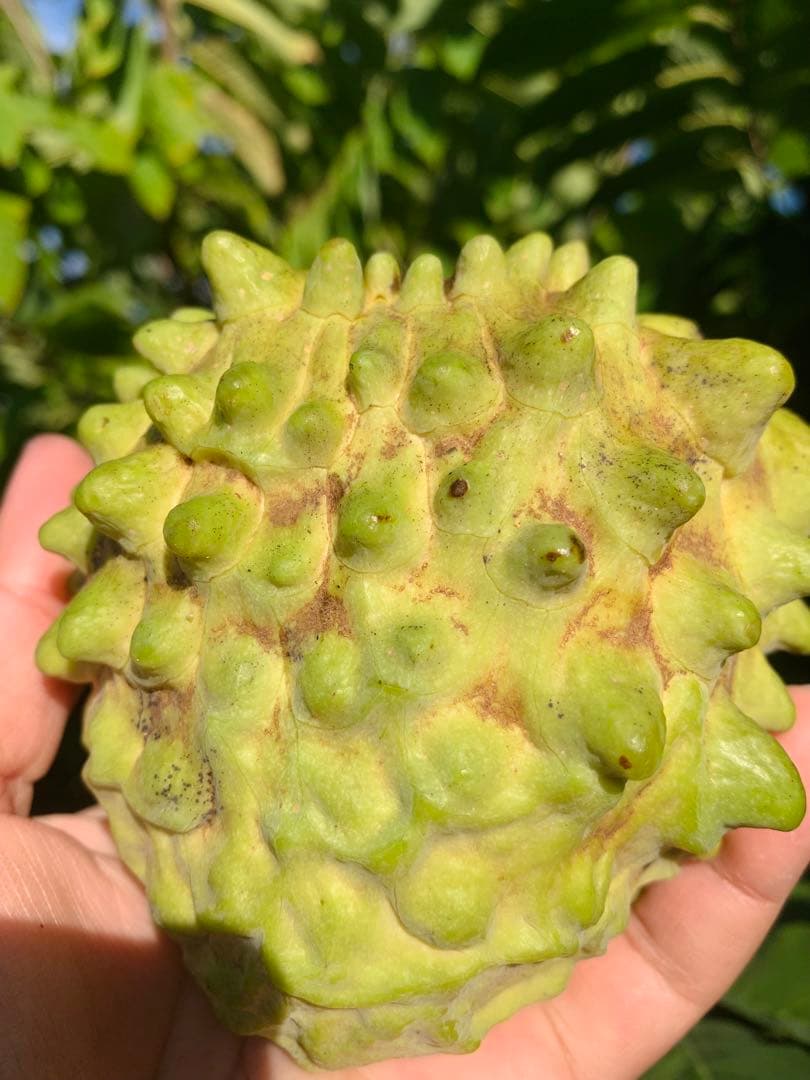 アテモヤ接木苗木　釋迦果 シャカトウ　森のアイスクリーム 鳳梨釋迦 希少 アテモヤ取木苗木(大) 釋迦頭シャカトウ 鳳梨釋迦 森のアイス