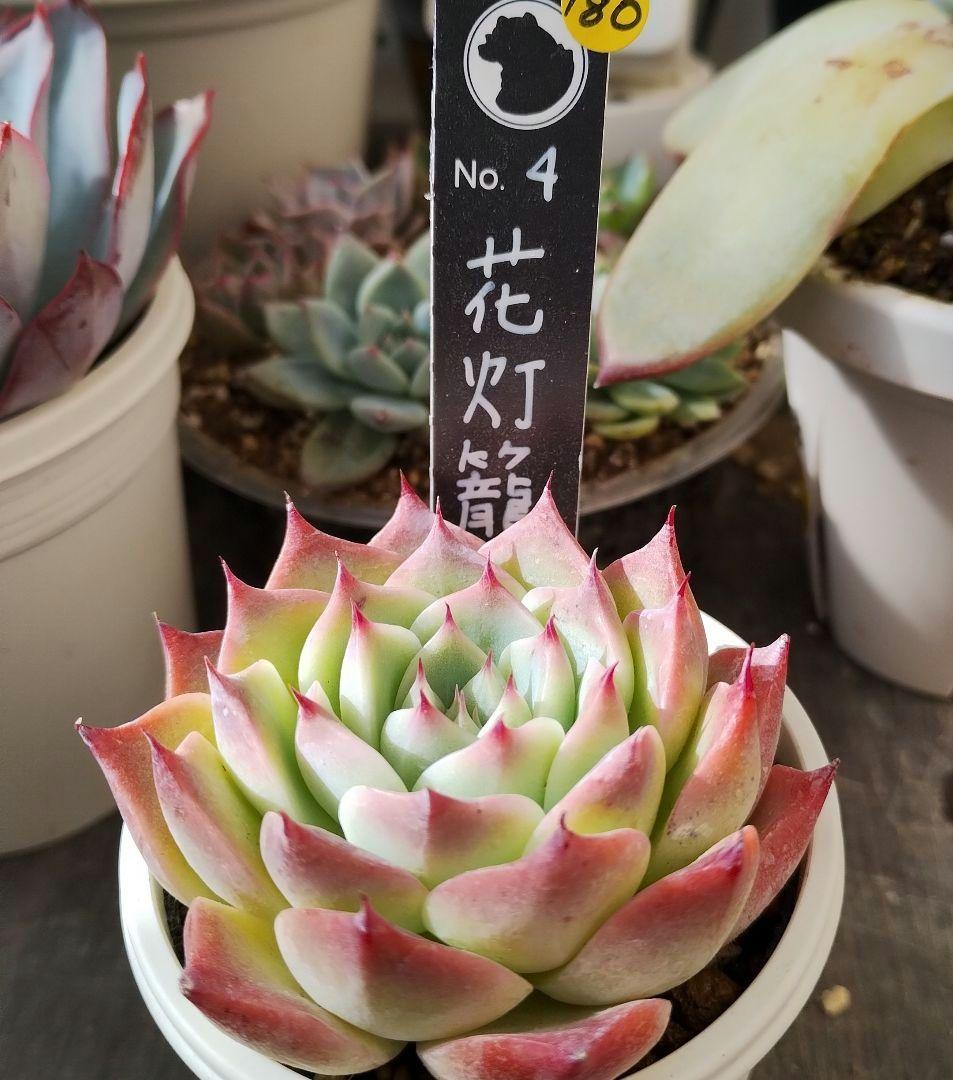 多肉植物 エケベリア リンゼアナ 実生苗