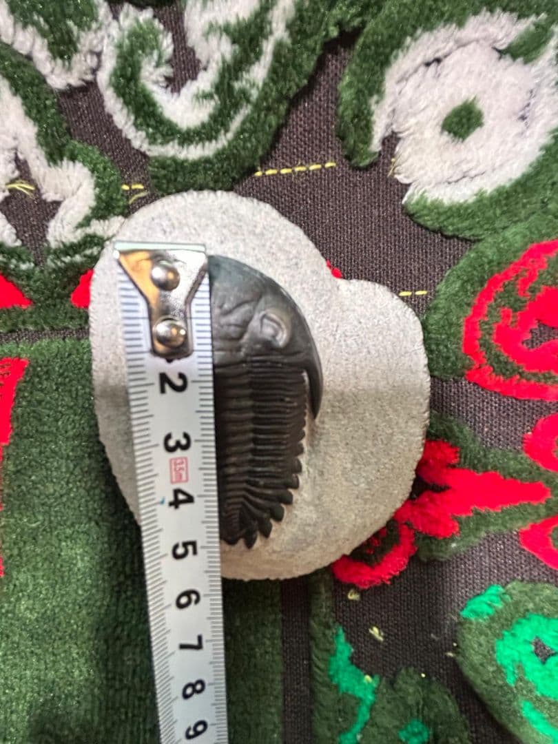 三葉虫モロッコ①ホラドプスhollardops Burtandmimiae - メルカリ