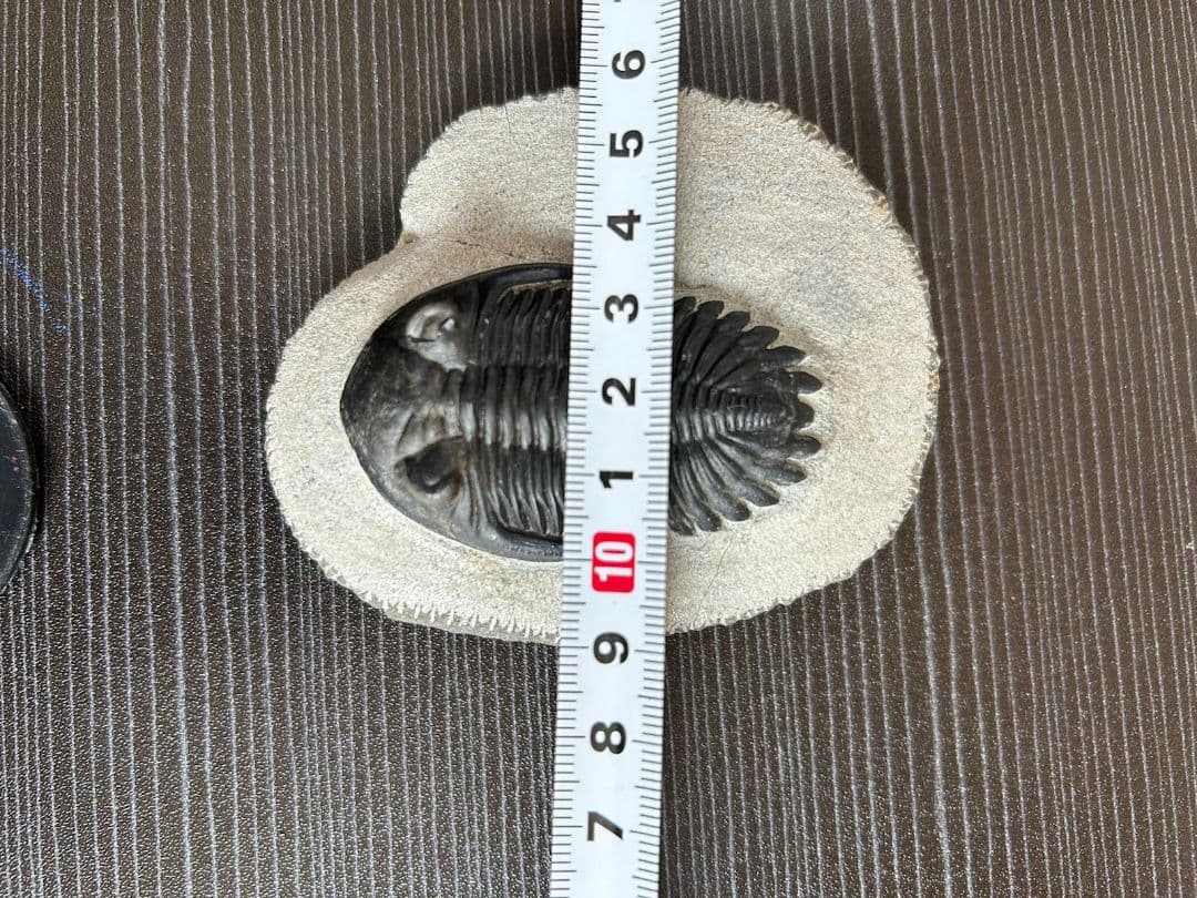 三葉虫モロッコ①ホラドプスhollardops Burtandmimiae - メルカリ