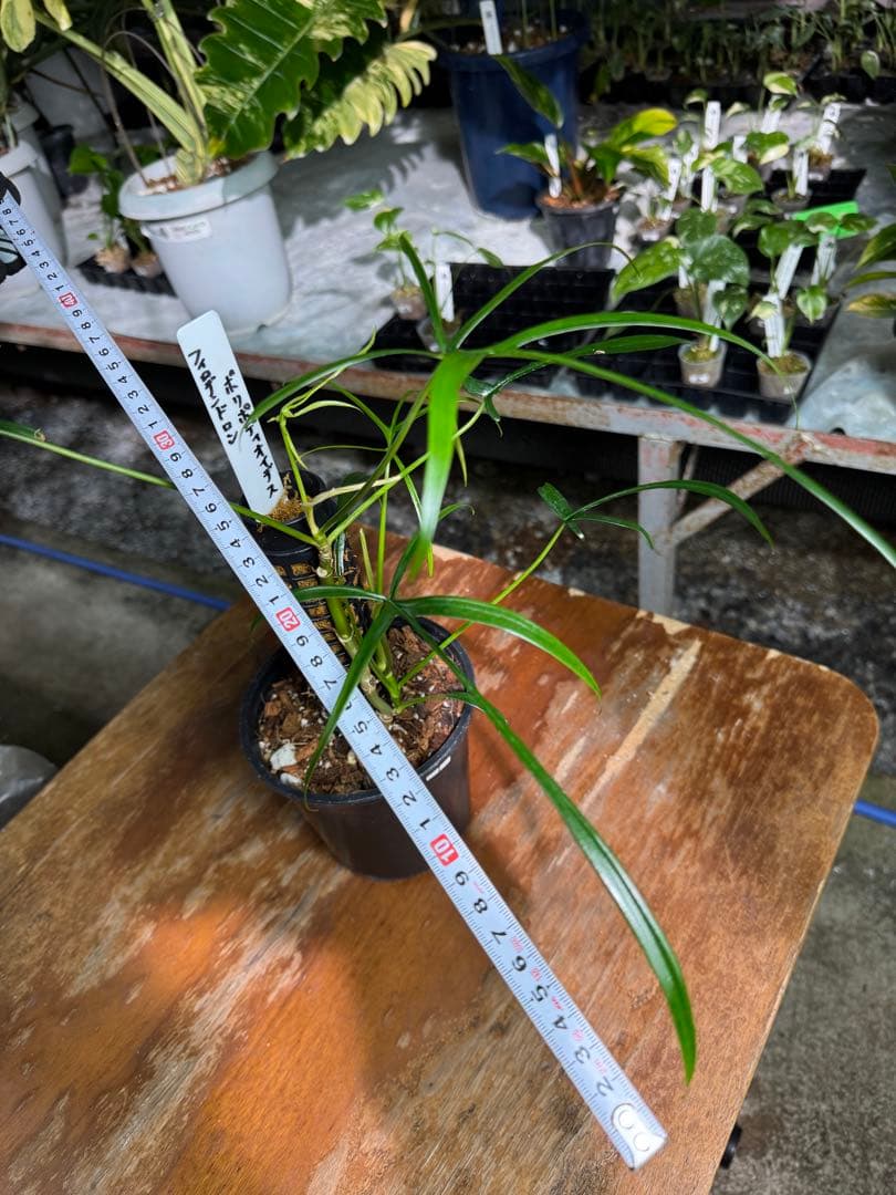 ハ*ク様 1 フィロデンドロン ポリポディオイデス 鉢モスポール付き