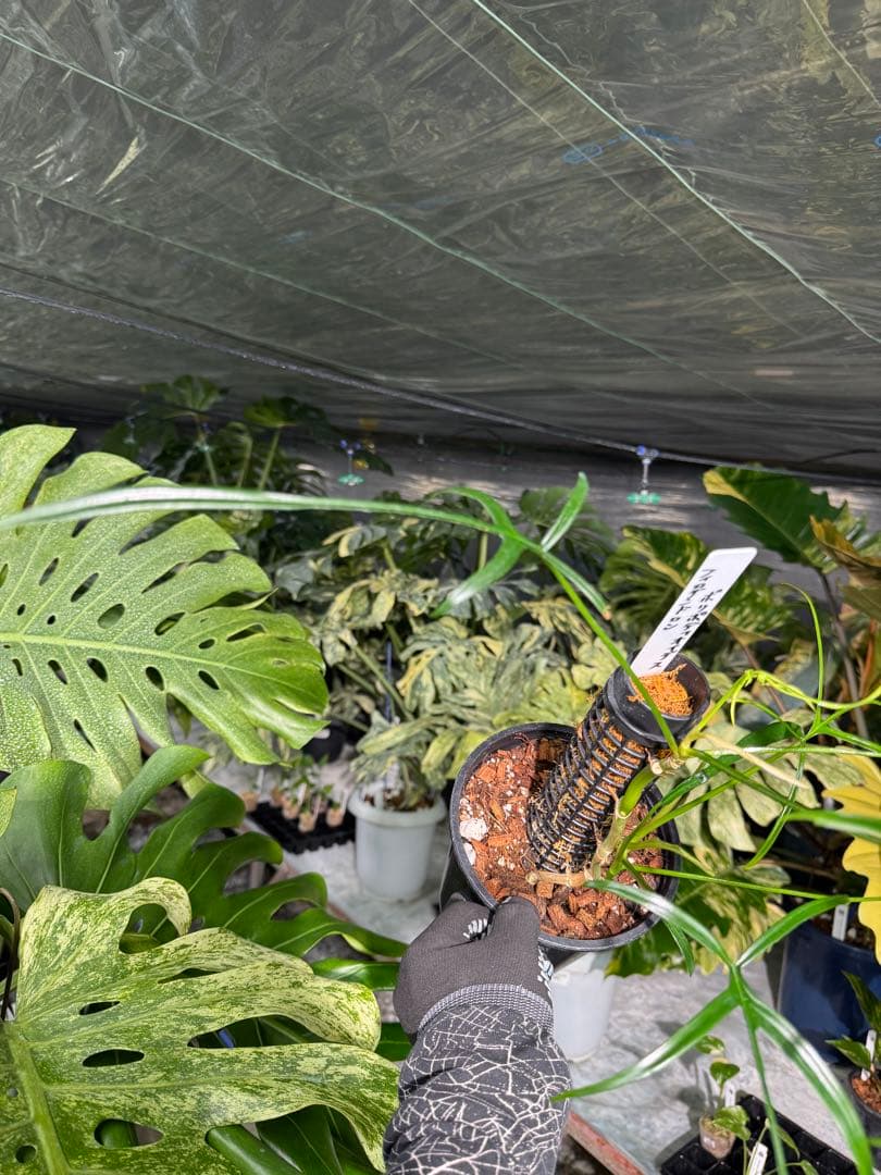 ハ*ク様 1 フィロデンドロン ポリポディオイデス 鉢モスポール付き