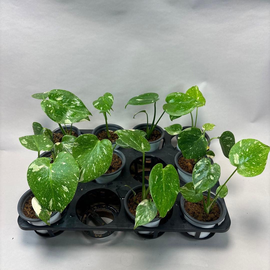 ち*え様 10株セットms53モンステラ・タイコンステレーション 斑入り