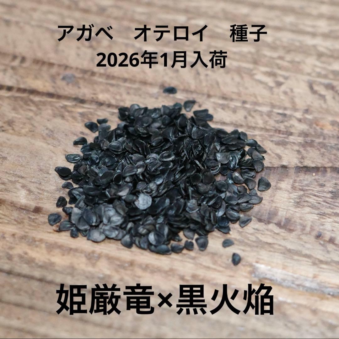 【数量限定】アガベ　オテロイ　種子　姫厳竜×黒火焔 60粒
