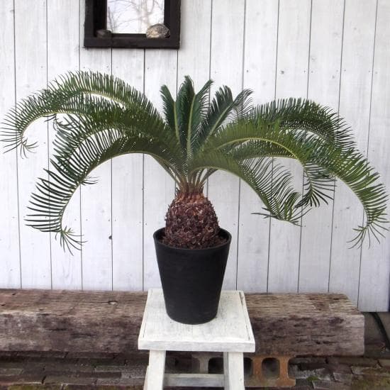 現物「蘇鉄（ソテツ）」８号　Cycas revoluta