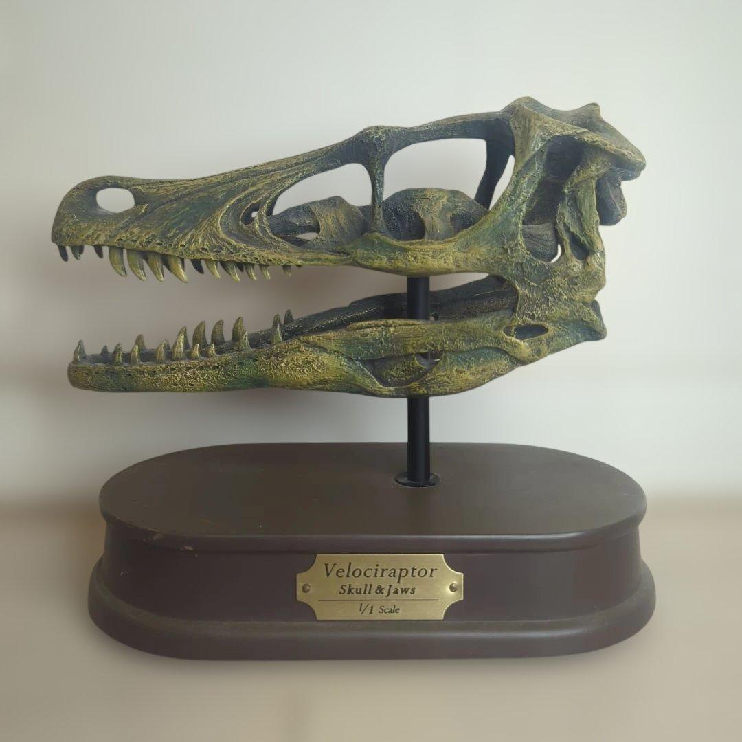 FAVORITE フェバリット ヴェロキラプトル スカル&ジョーズ 1/1 楽天市場】恐竜フィギュア フェバリット ヴェロキラプトル | ビニール