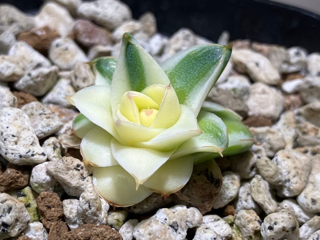 彪*丸様 【初売りオークション】74 アガベ 王妃笹の雪A型 ピンキー