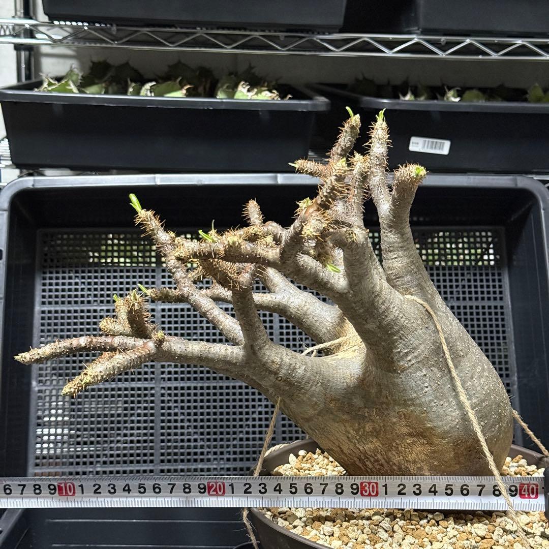 極美株 パキポディウム グラキリス 大株 塊根植物