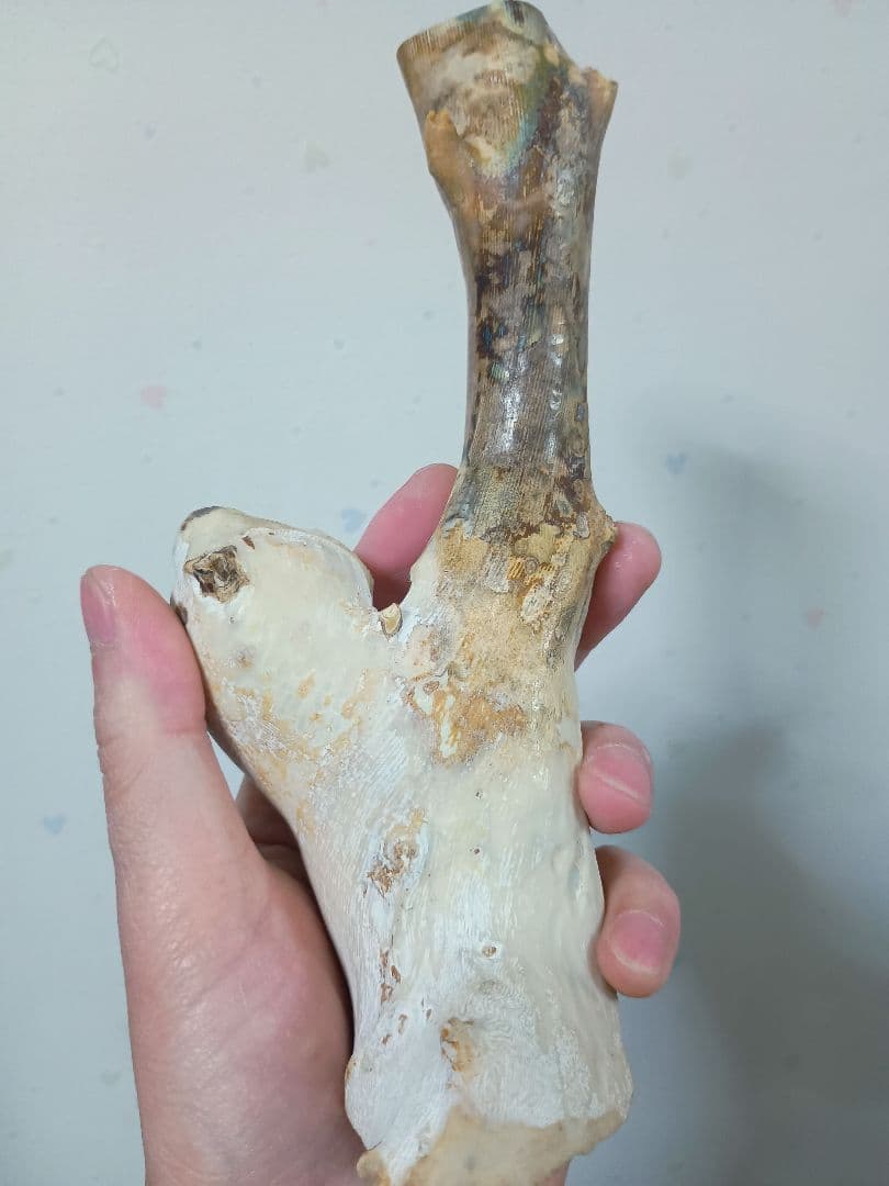 深海松　海松珊瑚　レインボーコーラル　天然素材　原木　約554g程度 Rainbow-coral（レインボーコーラル）-商品紹介