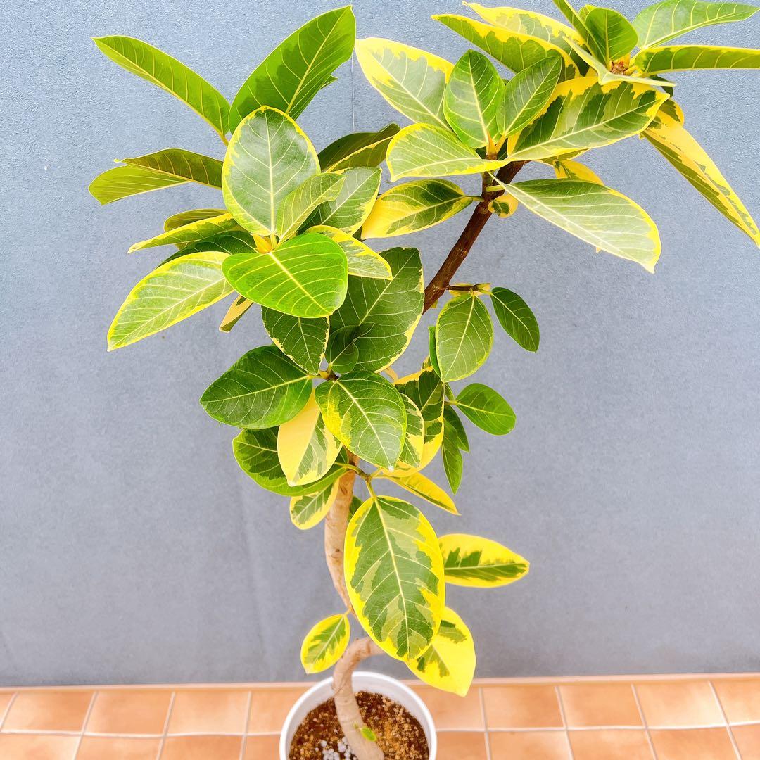 現品　フィカス　ゴムの木　アルテシマ　曲がり　6番　観葉植物　インテリアグリーン