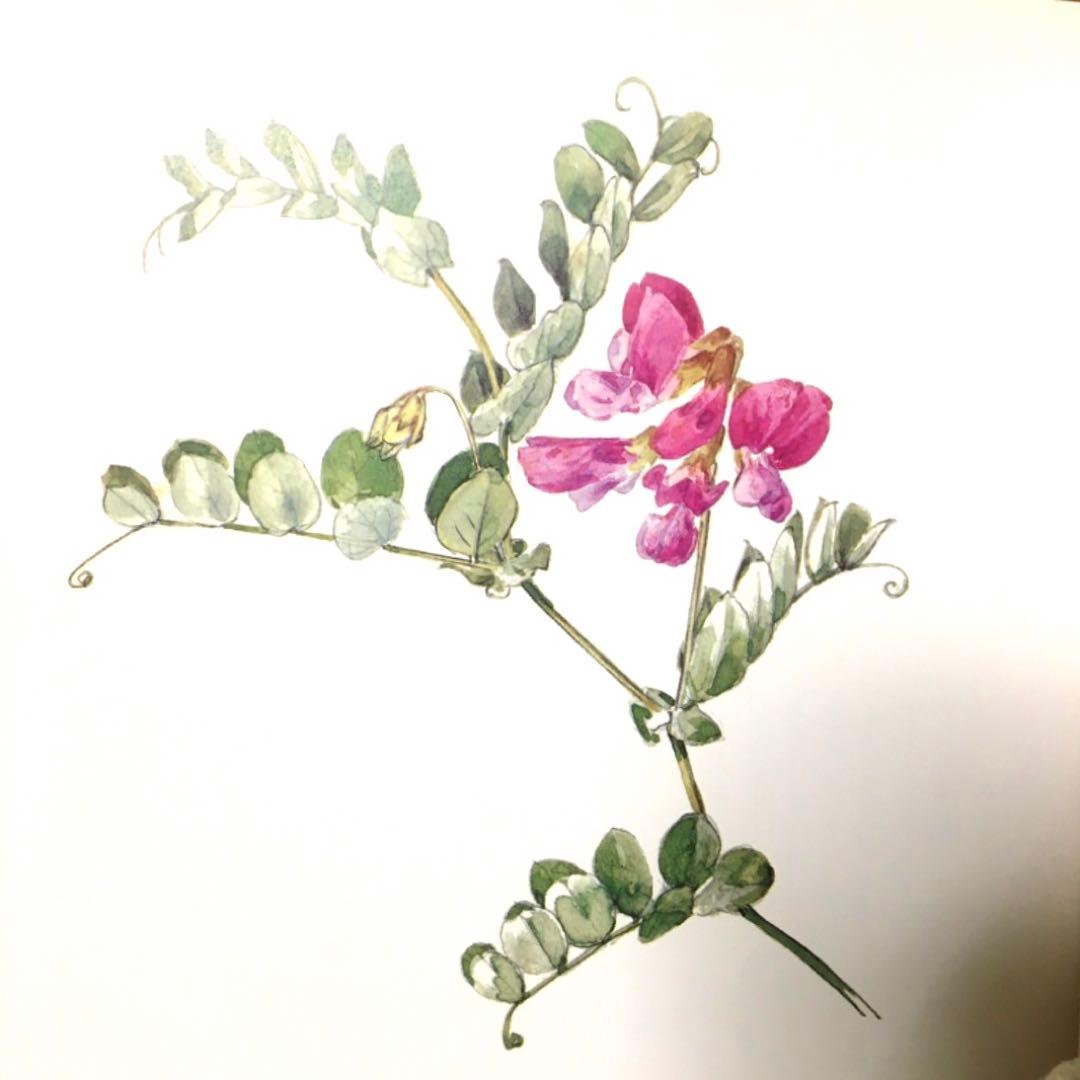 美品 植物画 太田洋愛 画文集 花の肖像 趣味の園芸 貴重 ボタニカル