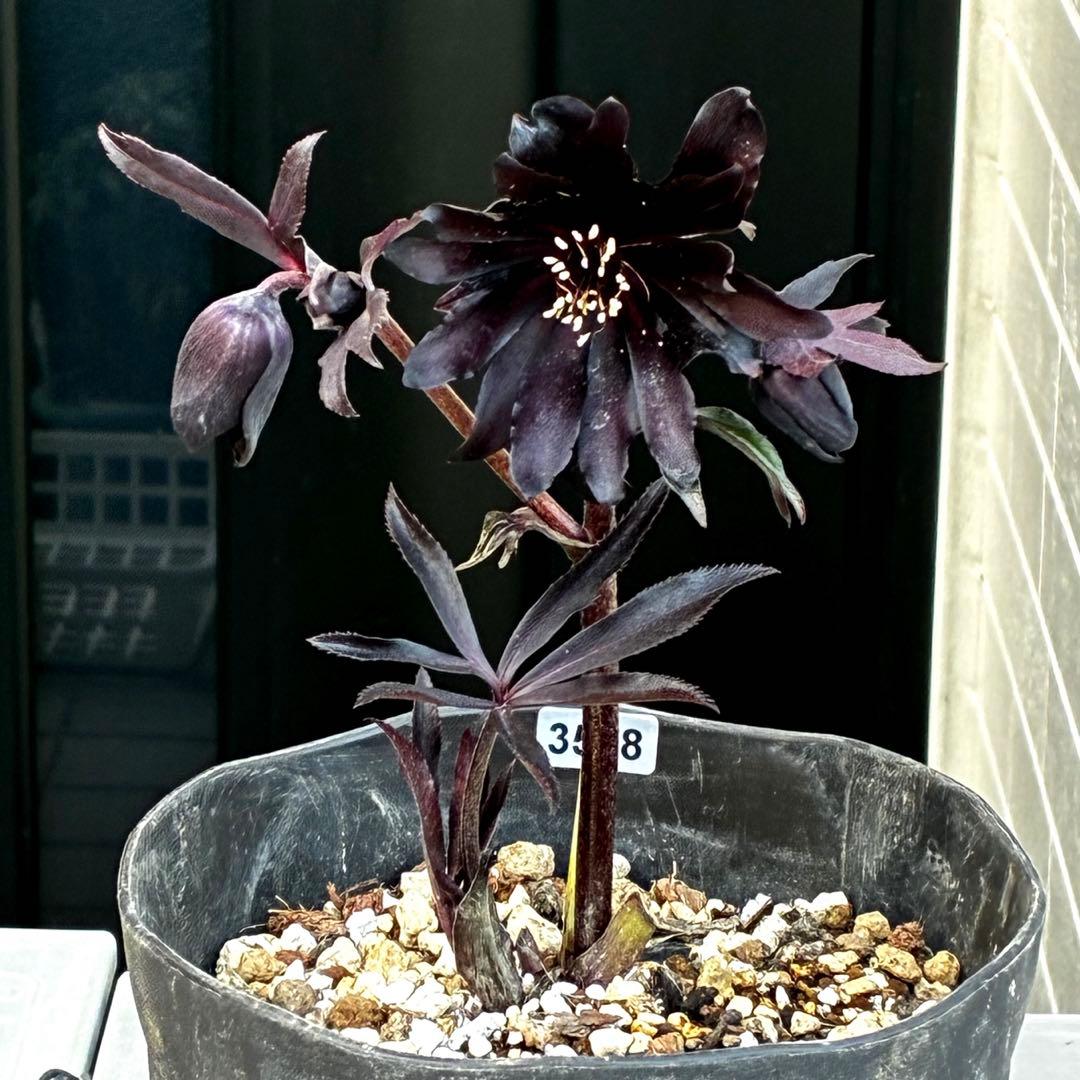 ゴ*ー様 3528☘️ラスト2☘️蕾花付☘️⭐️ブラックマジック⭐️テカテカ⭐️