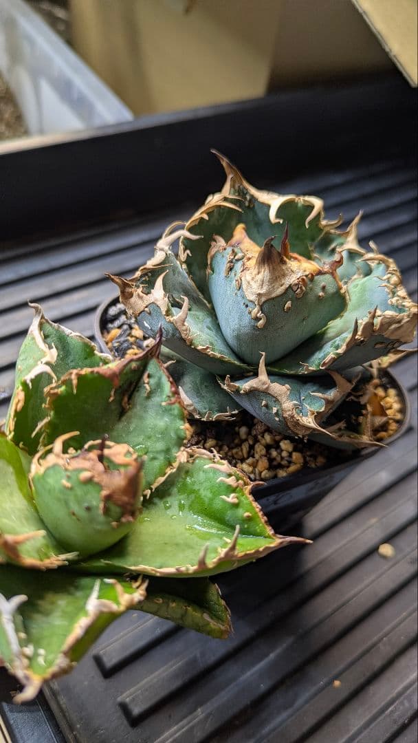 【超選抜】アガベ　チタノタ　疣猪　ブツブツ　検)麻花　冰雹　実生　オテロイ