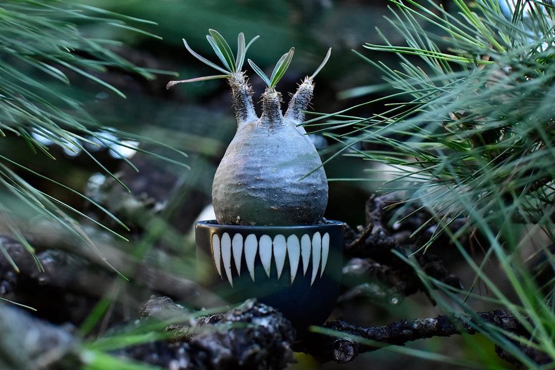 休眠中】パキポディウム・グラキリス 現地球 VALIEM④