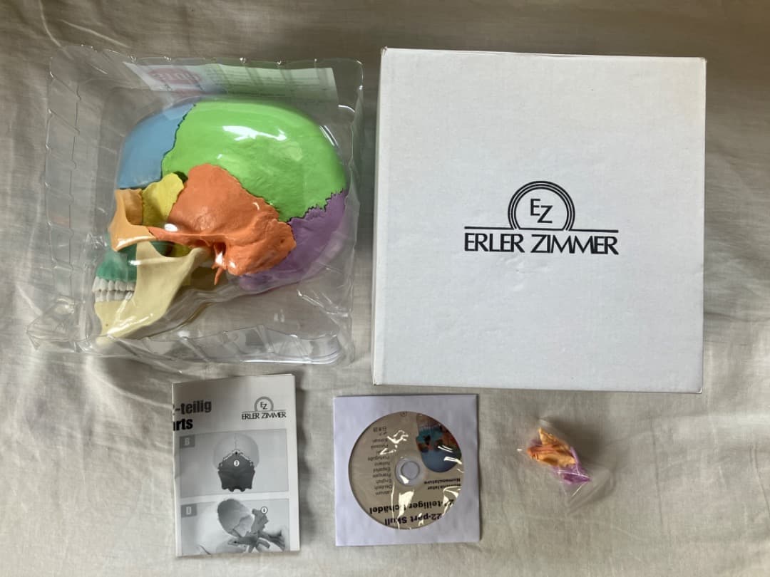 ERLER ZIMMER 頭蓋骨模型