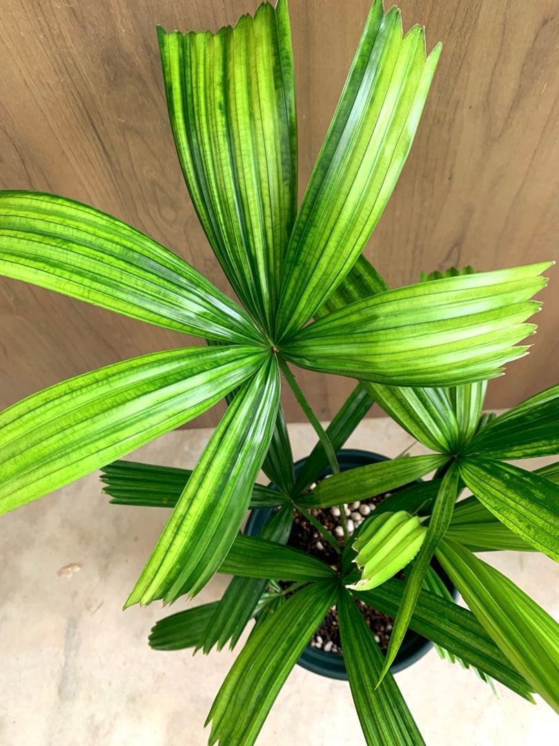 なつ　　リクアラ・スピノーサsp