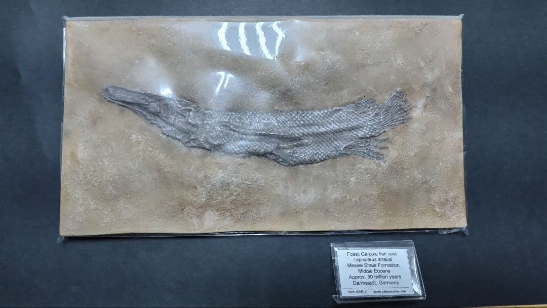 （石垣様用）ガーパイク 化石 レプリカ 佐賀県立宇宙科学館 新種の二枚貝化石レプリカを初公開 | イベント