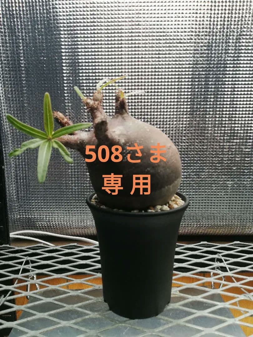 美株‼️グラキリス