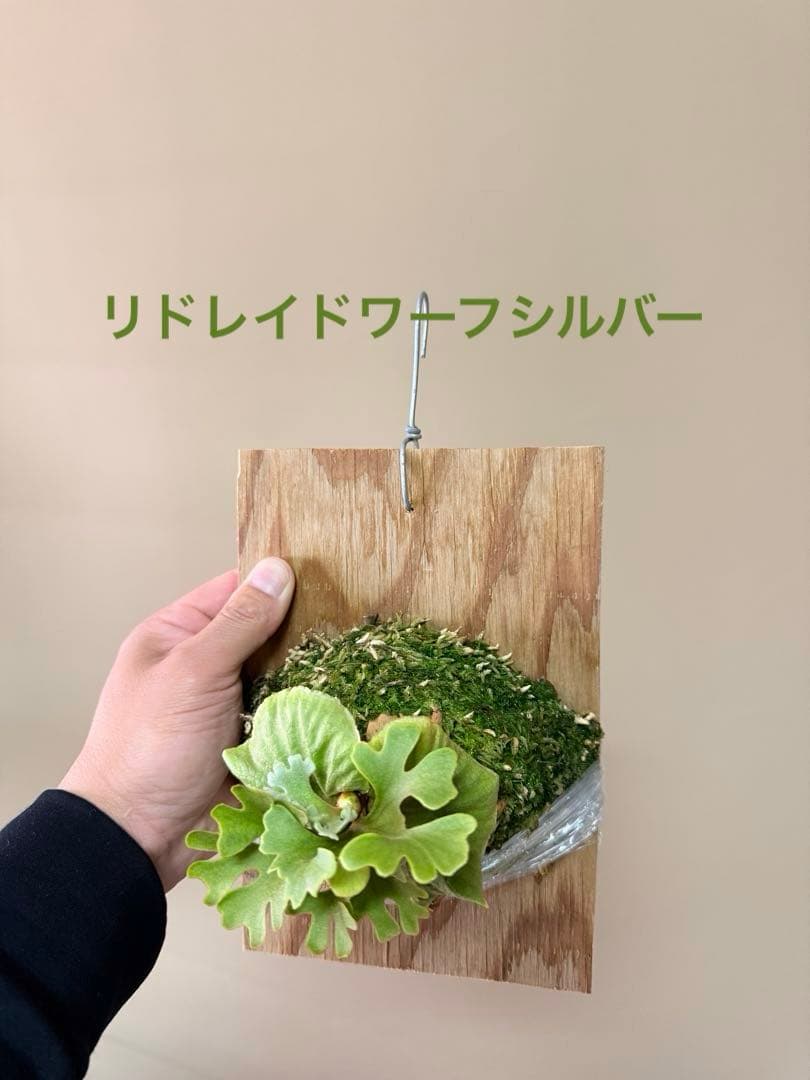 P.ridleyi dwarf silver② 自家撒き　選抜株　胞子培養