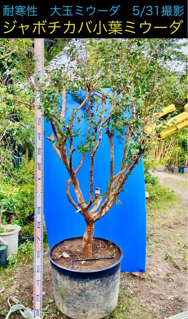 青木 禎斉様用 正月特価1万値下❗️耐寒ジャボチカバ 小葉ミウーダ大株