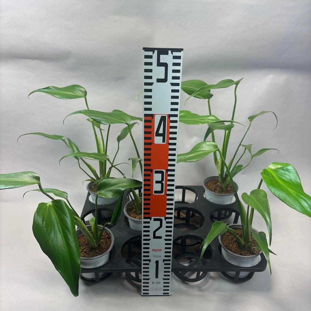 5株セットms45ちょっと傷あり モンステラ バールマルクスフレーム