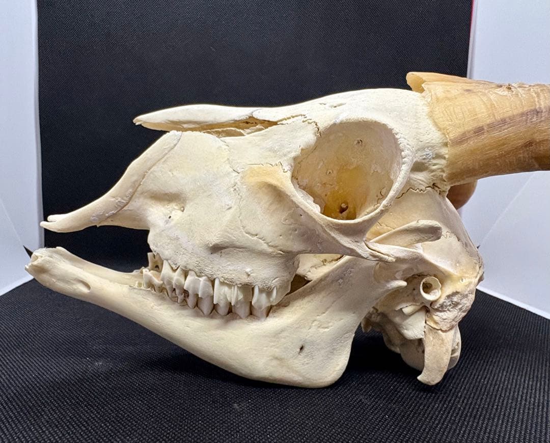 ヤギ頭蓋骨 実物 下顎 角鞘付き希少品 デッサン画モデル ハンティング