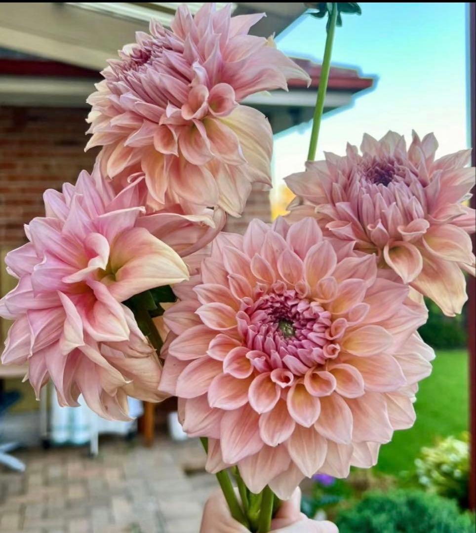 ダリア 球根 超レア カフェ・○・レ