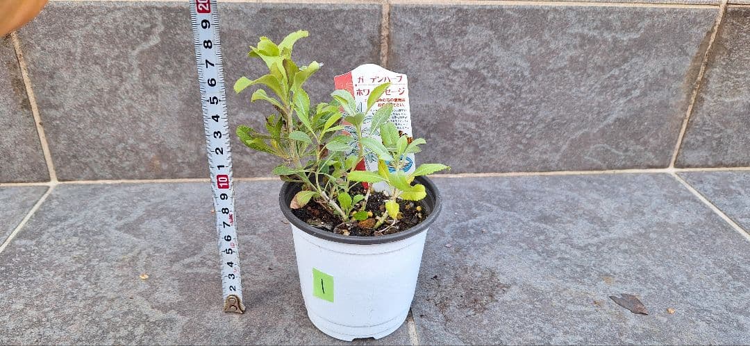 ネコポス発送 ホワイトセージ 苗1株➀ - メルカリ