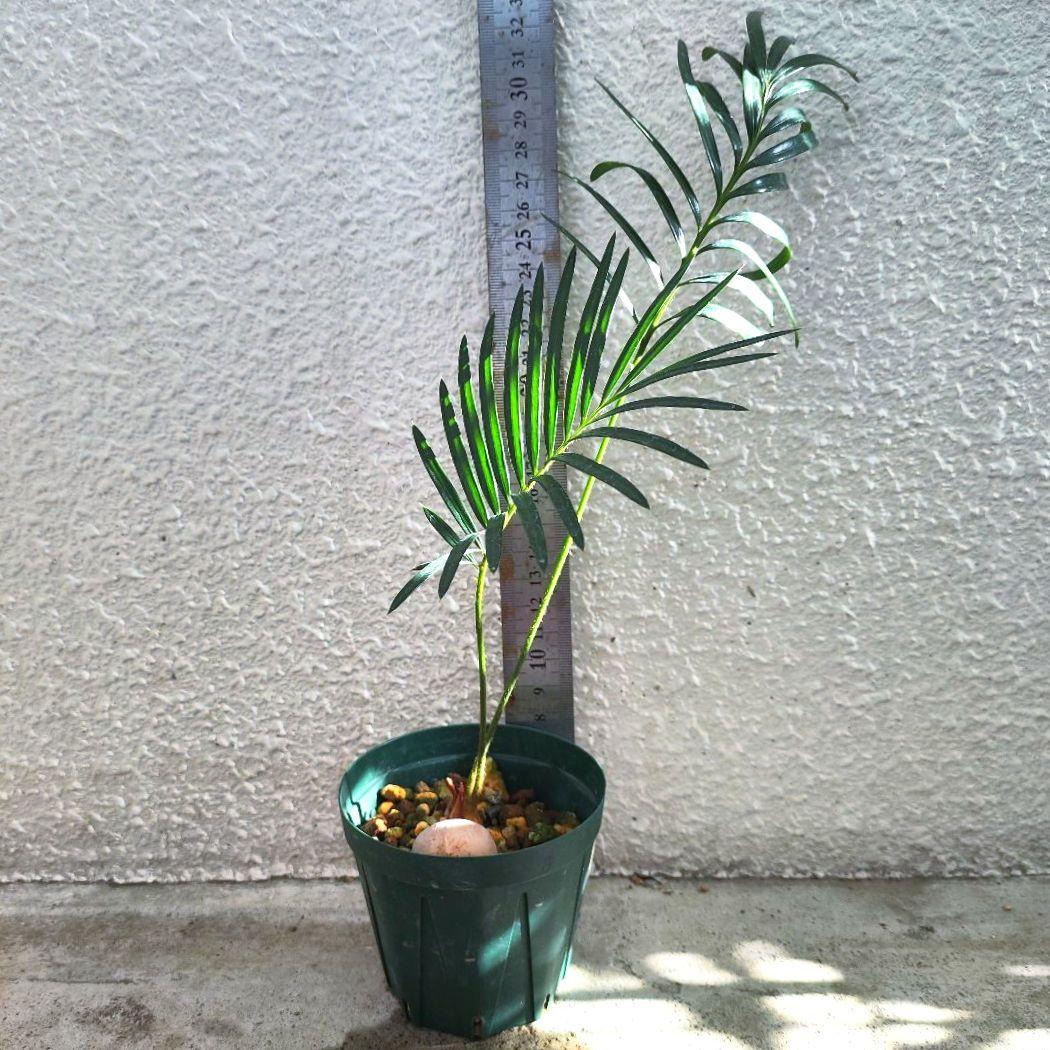 抜き苗1】サイカスレボルタ ソテツ 育てやすい - メルカリ