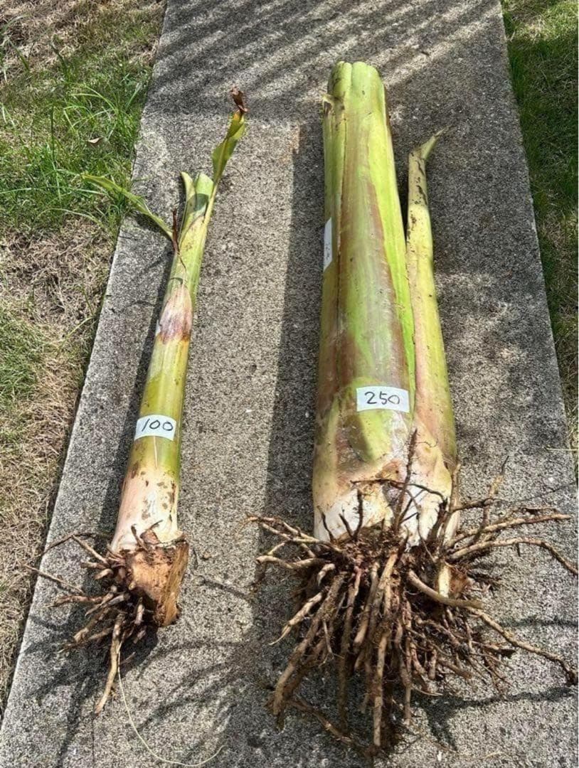 篠塚昭雄さま。5苗セット◆幻の、ゴールデンブラジル◆甘いです。耐寒強く栽培容易