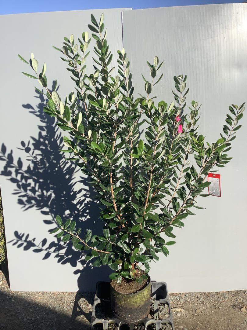 7-44果樹【*+ami♡ami+*フェイジョア】樹高約130cm【送料込