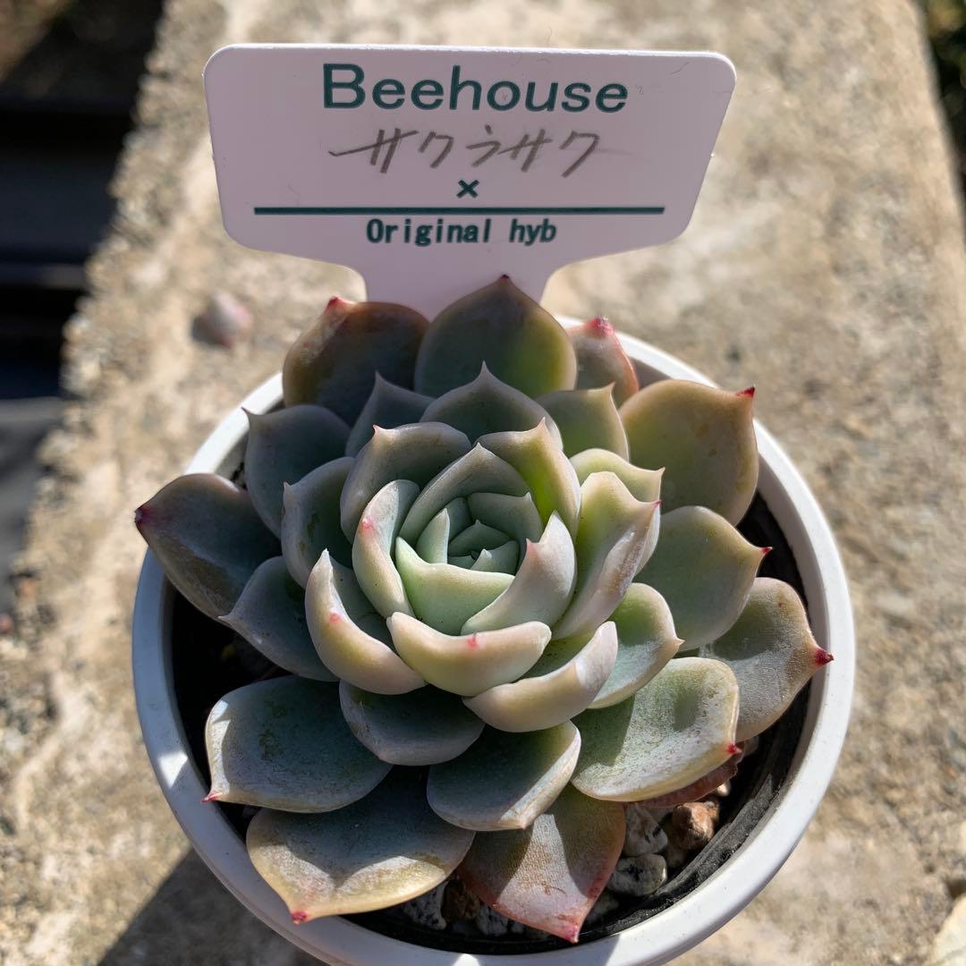 多肉植物　希少　サクラサク（Beehouseさん苗）札、鉢付き